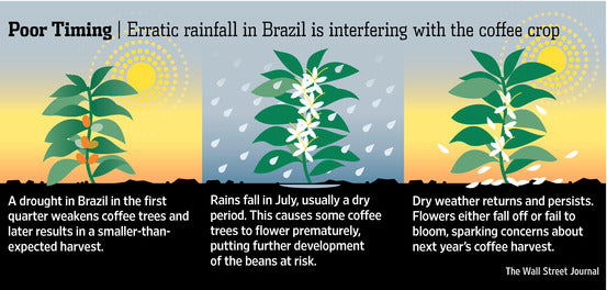 Brasil Coffee Bean Price Rise