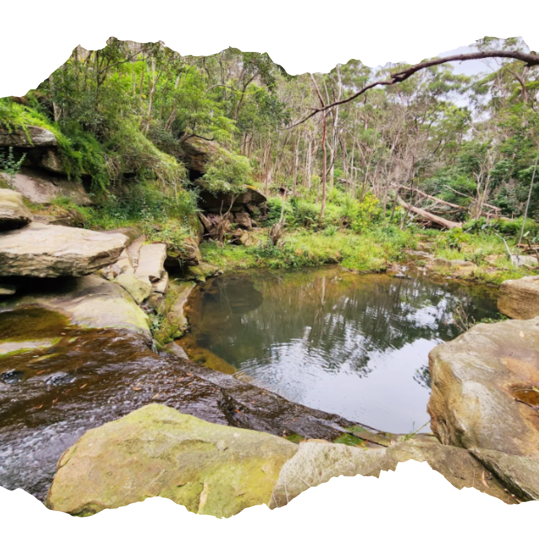 THE KIRRAWEE COMPENDIUM
