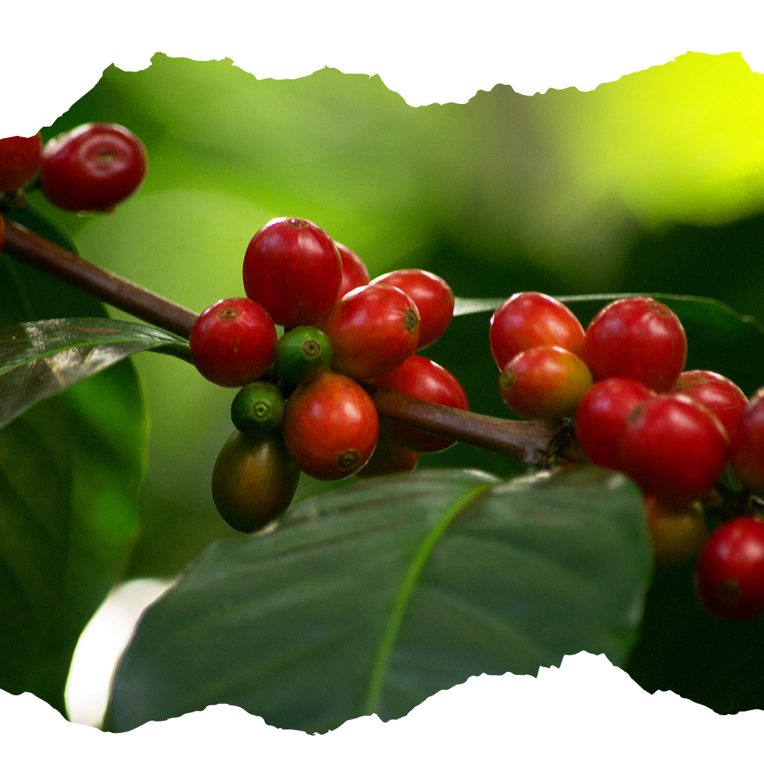 NOT YOUR TYPICAL TYPICA