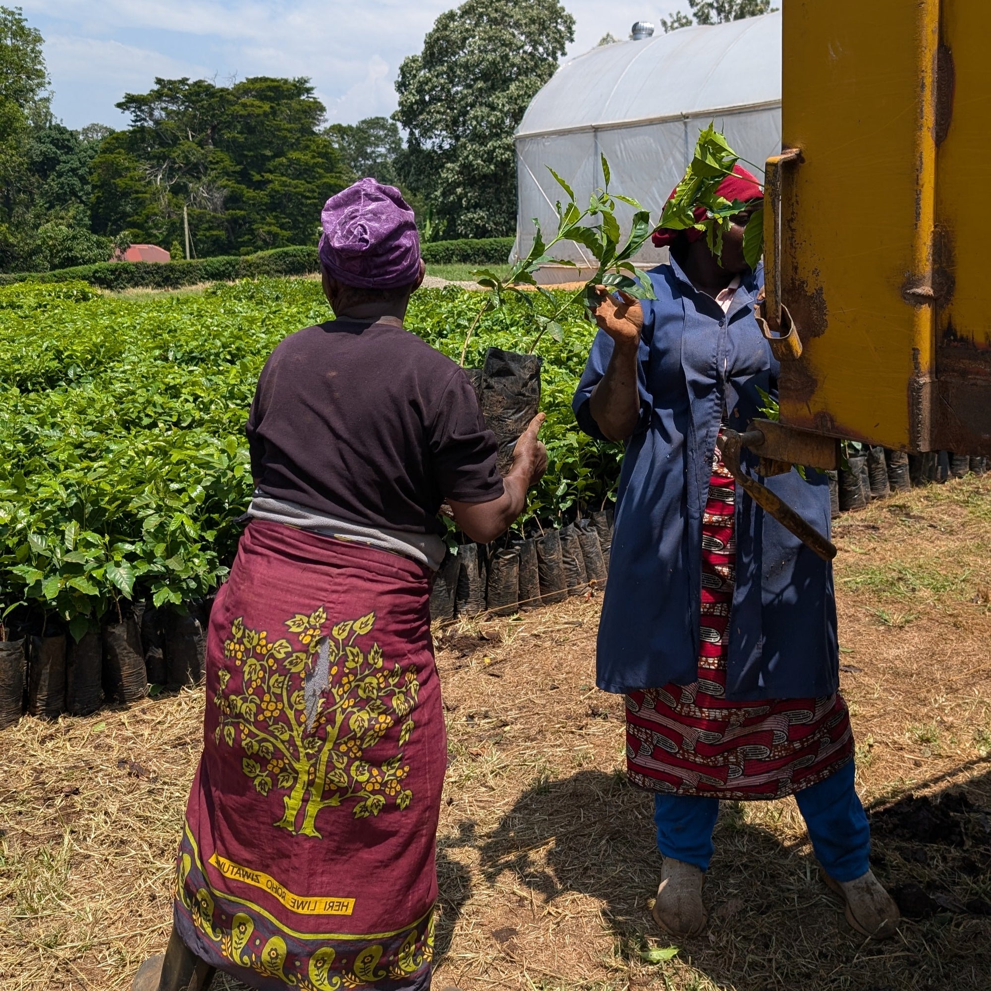 TANZANIA | Kilimanjaro Plantation | Washed