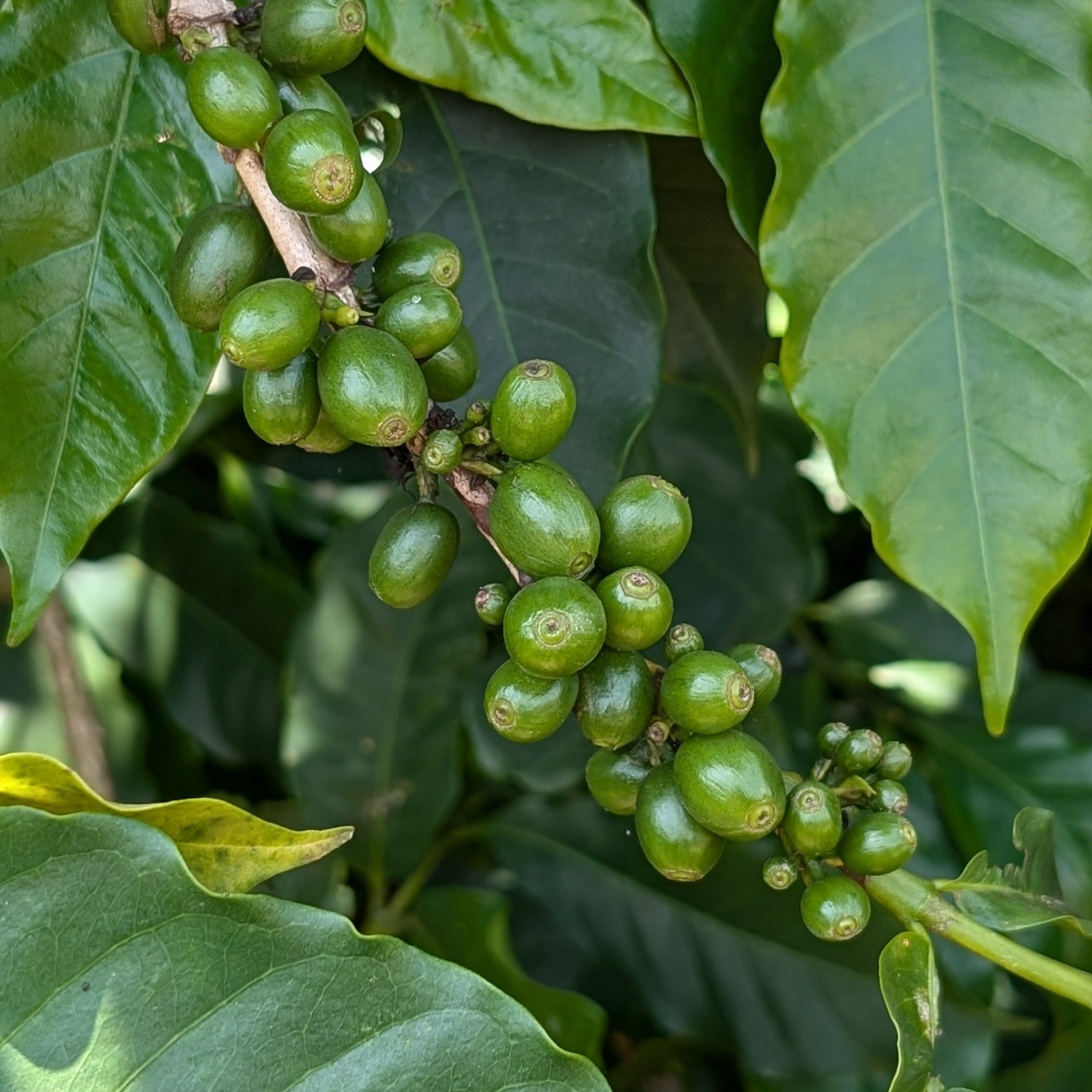 TANZANIA | Kilimanjaro Plantation | Washed