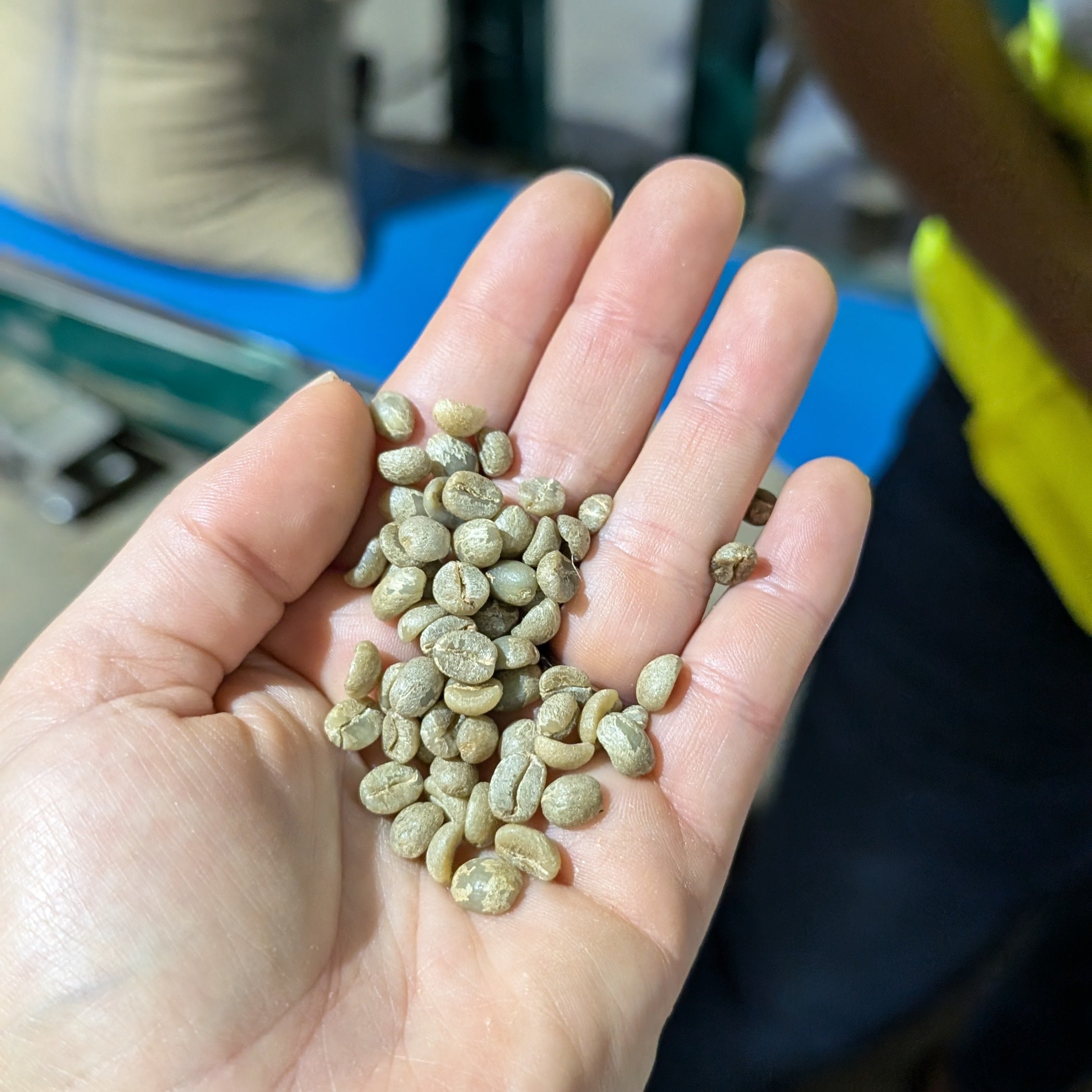 TANZANIA | Kilimanjaro Plantation | Washed