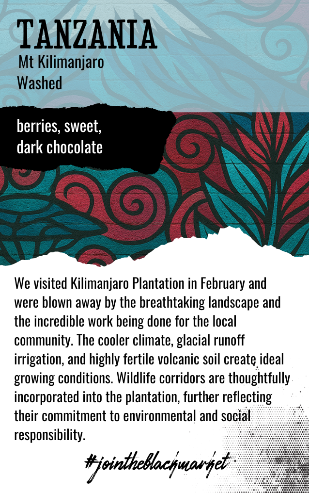 TANZANIA | Mt Kilimanjaro| Washed